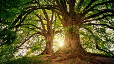 فوائد الشجرة للبيئة